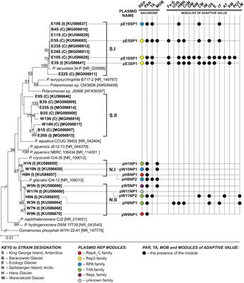 Plasmids of Psychrotolerant Polaromonas spp. Isolated From Arctic and Antarctic Glaciers – Diversity and Role in Adaptation to Polar Environments